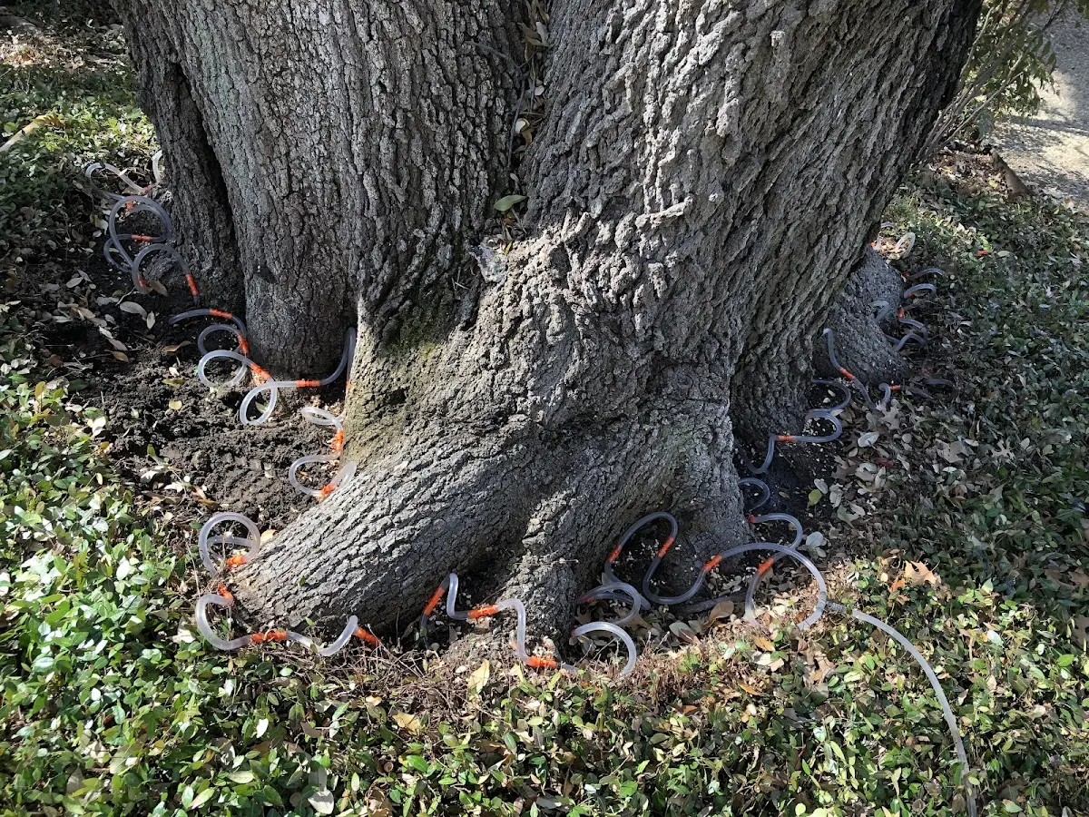 Detailed Tree Cabling and Bracing job site in Melville